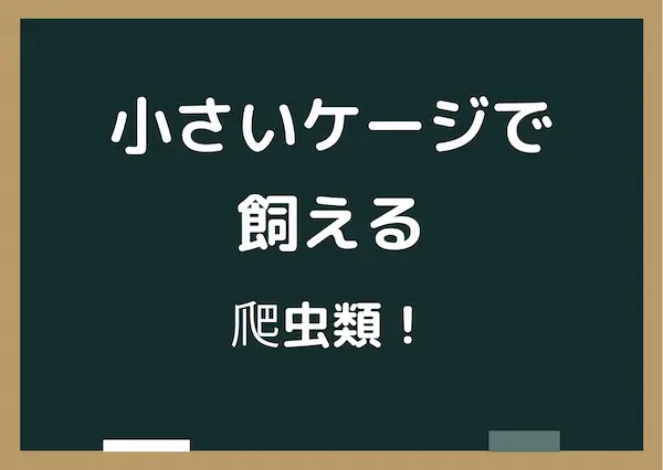 小さいケージで飼える爬虫類 30センチ水槽で飼える爬虫類を紹介 Tullys